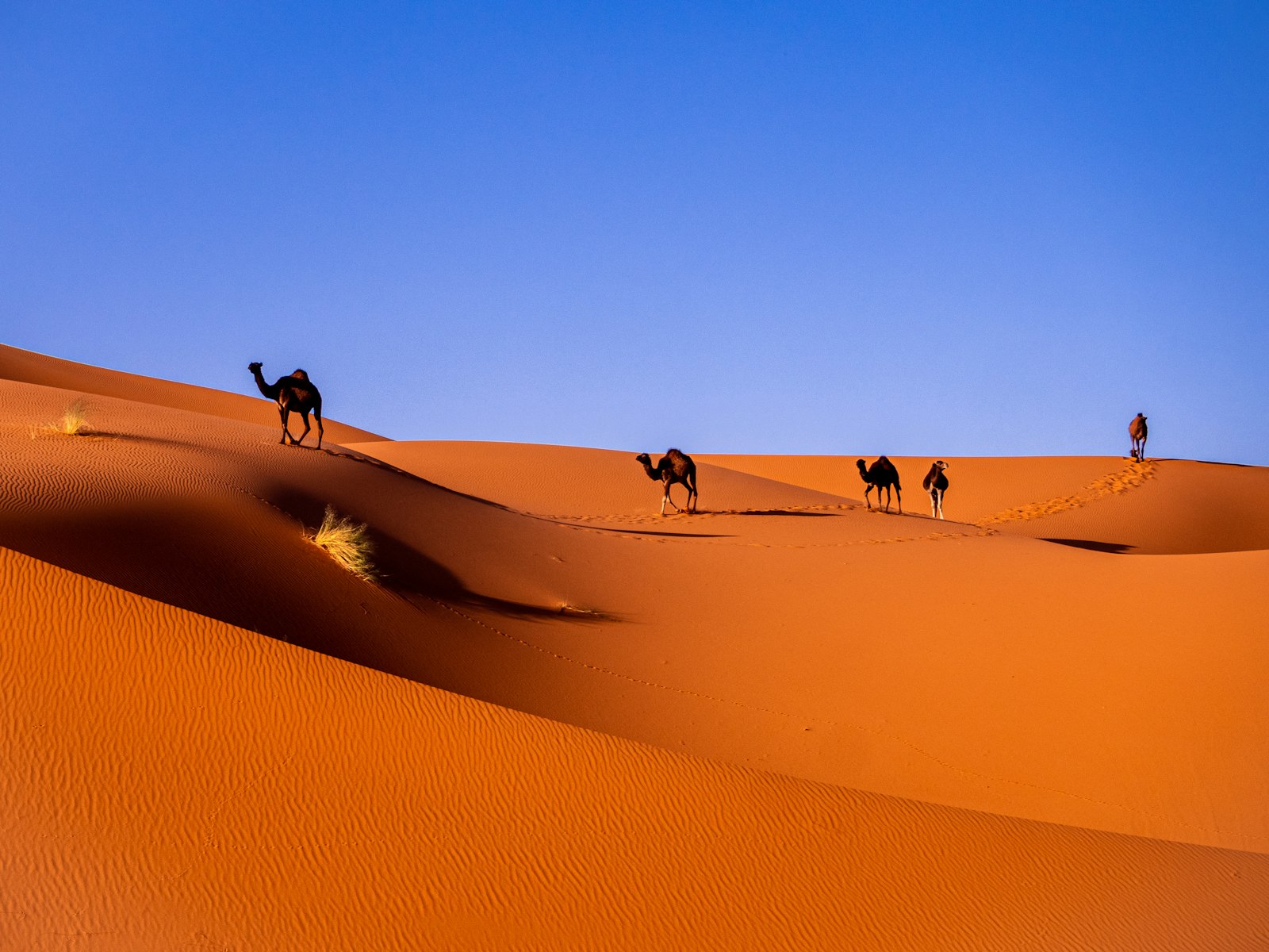 Camels Sahara desert Merzouga Morocco